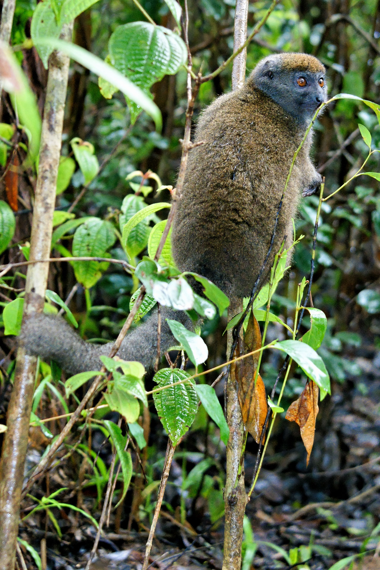 Bambuslemur (Prolemur simus)